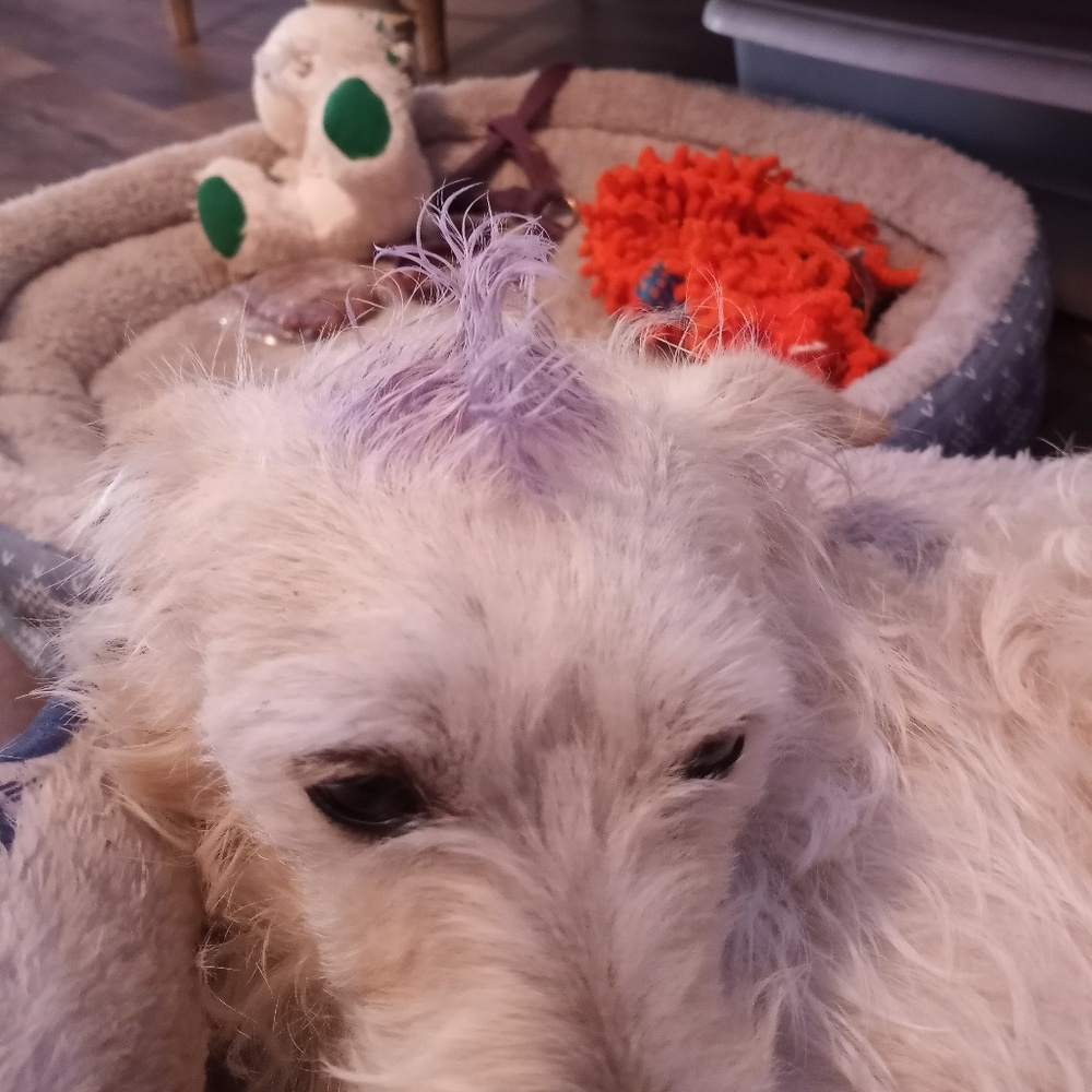 Meet your Posher, Debbie